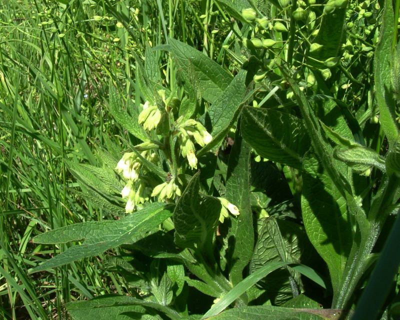 Symphytum officinale